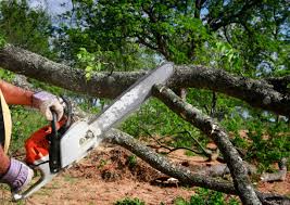 Best Storm Damage Tree Cleanup  in Honaker, VA